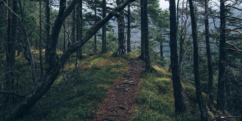 基因检测在产前诊断中的应用：详解NIPT与非侵入性胎儿染色体筛查如何革新孕期健康管理